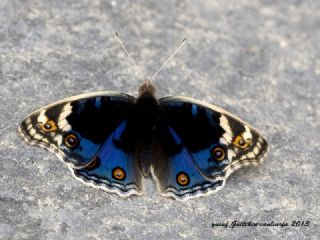 Dicle Gzeli (Junonia orithya)