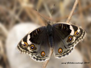 Dicle Gzeli (Junonia orithya)