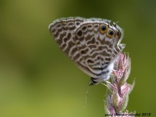 Mavi Zebra (Leptotes pirithous)