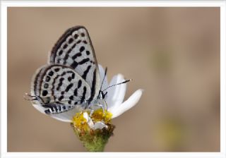 Balkan Kaplan (Tarucus balkanicus)