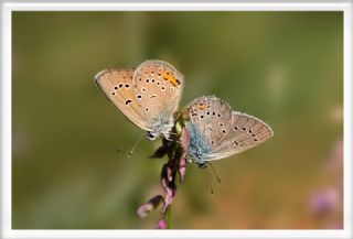 okgzl Gzel Mavi (Polyommatus bellis)