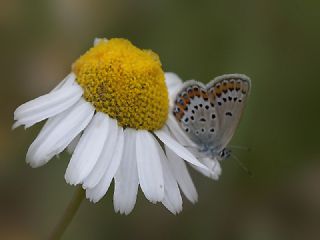 Gm Lekeli Esmergz (Plebejus argus)