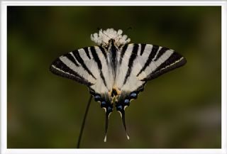 Erik Krlangkuyruk (Iphiclides podalirius)