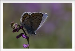 Anadolu Esmergz (Plebejus modicus)