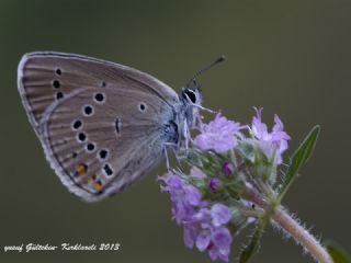 Mazarin Mavisi (Polyommatus semiargus)