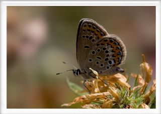 das Mavisi, Esmergz (Plebejus idas)