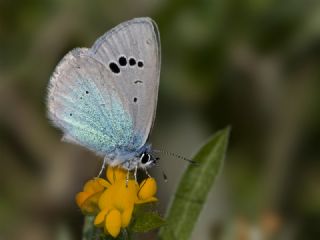 Karagz Mavisi (Glaucopsyche alexis)