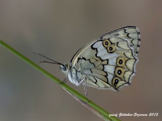 Anadolu Melikesi (Melanargia larissa)