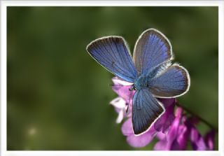 okgzl Gzel Mavi (Polyommatus bellis)