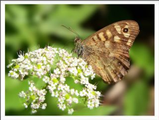 Karanl�k Orman Esmeri&nbsp;(Pararge&nbsp;aegeria)