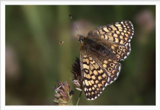 parhan (Melitaea cinxia)