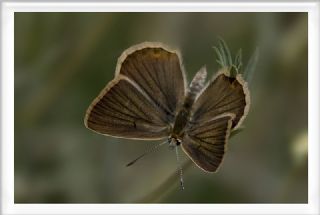 okgzl Anadolu Beyaz (Polyommatus menalcas)