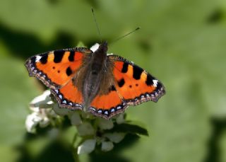 Aglais (Aglais urticae)