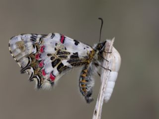 Orman Fistosu (Allancastria  cerisyi)