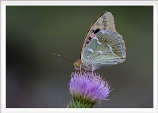 Bahadr (Argynnis pandora)