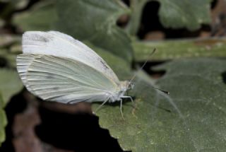 Da Beyazmelei (Pieris ergane)