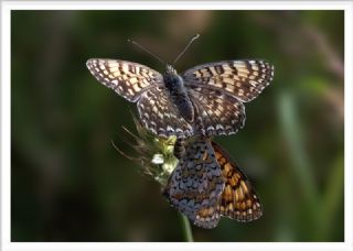 Benekli Byk parhan (Melitaea phoebe)