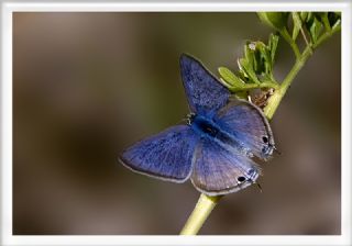 Lampides (Lampides boeticus)