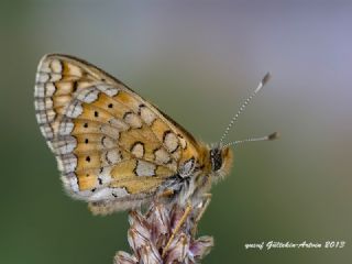 Nazuum (Euphydryas aurinia)