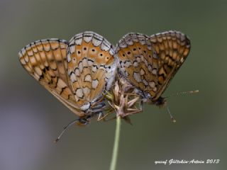 Nazuum (Euphydryas aurinia)