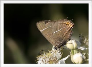 Karaaa Sevbenisi (Satyrium w-album)