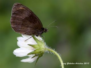 sko Gzelesmeri (Erebia aethiops)