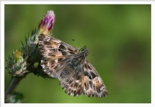 Hatmi Zpzp (Carcharodus alceae)