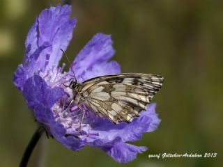 Orman Melikesi (Melanargia galathea)