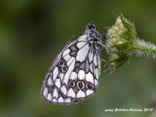 Orman Melikesi (Melanargia galathea)