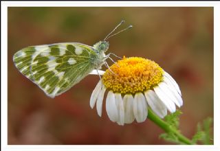 Yeni Beneklimelek (Pontia edusa)