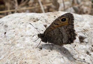 Seyit (Arethusana arethusa)