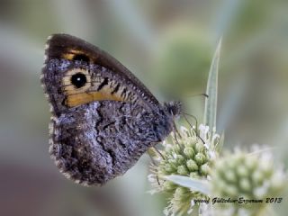 Seyit (Arethusana arethusa)