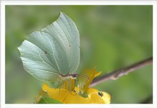 Kleopatra (Gonepteryx cleopatra)