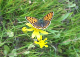 sli Bakr Gzeli (Lycaena tityrus)