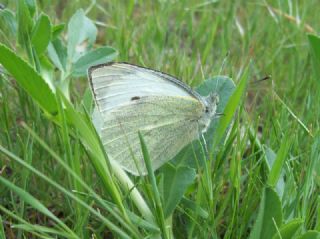 Byk Beyazmelek  (Pieris brassicae)