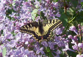 Krlangkuyruk (Papilio machaon)