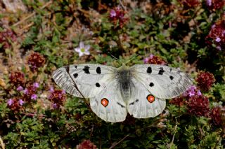 Apollo (Parnassius apollo)