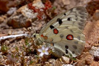 Apollo (Parnassius apollo)