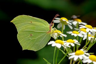 Orakkanat (Gonepteryx rhamni)