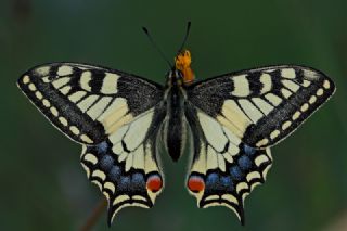 Beyaz Benekli Zpzp (Heteropterus morpheus)