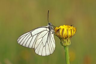 Al Beyaz (Aporia crataegi)