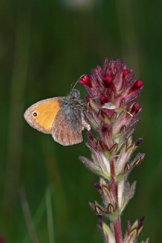 Kk Zpzp Perisi (Coenonympha pamphilus)
