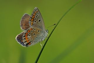 okgzl Meneke Mavisi (Polyommatus thersites)
