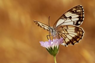 Akdeniz Melikesi (Melanargia titea)