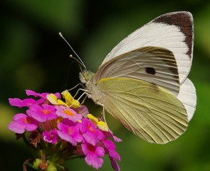 Byk Beyazmelek  (Pieris brassicae)