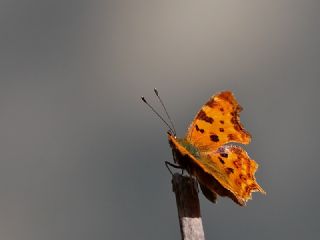 Yrtk Prtk (Inachis c-album)