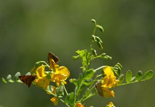 Zmrt (Callophrys rubi)