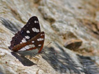 Akdeniz Hanmeli Kelebei (Limenitis reducta)