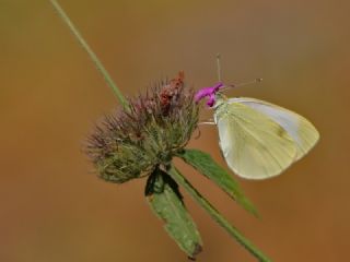 Yalanc Beyazmelek (Pieris pseudorapae)