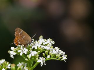 Karaaa Sevbenisi (Satyrium w-album)